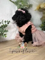 Faith, a female Poodle - Toy  for sale in Goldsboro, NC – Photo 1 of 2