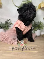 Faith, a female Poodle - Toy  for sale in Goldsboro, NC – Photo 2 of 2