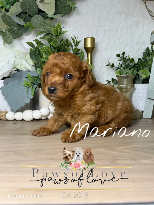 Mariano – Poodle - Toy  puppy for sale in Snow Hill, NC
