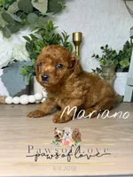 Mariano, a male Poodle - Toy  for sale in Snow Hill, NC – 1 of 2