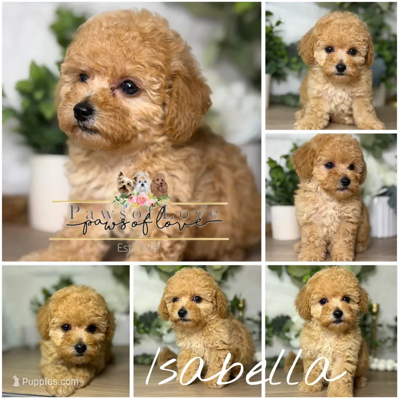 Isabella – Poodle - Toy  puppy for sale in Snow Hill, NC