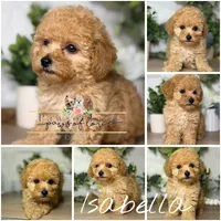 Isabella, a female Poodle - Toy  for sale in Snow Hill, NC – 1 of 1