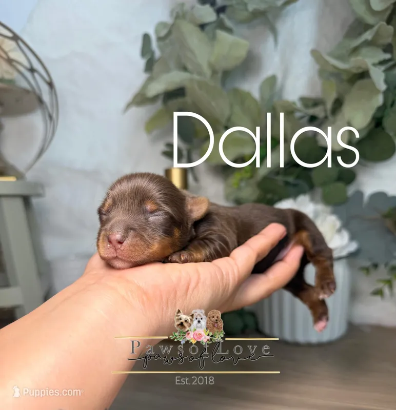 Dallas – Yorkshire Terrier puppy for sale in Goldsboro, NC