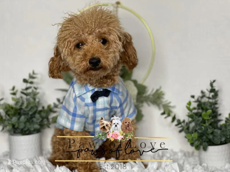 Jackson – Poodle - Toy  puppy for sale in Snow Hill, NC