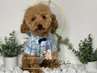 Jackson, a male Poodle - Toy  for sale in Snow Hill, NC – 1 of 1