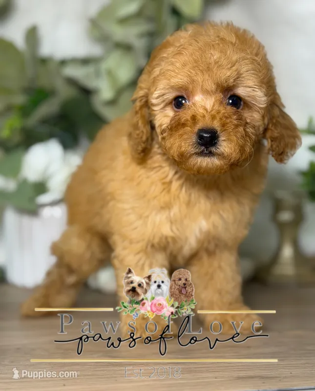 Bo Peep – Poodle - Toy  puppy for sale in Goldsboro, NC