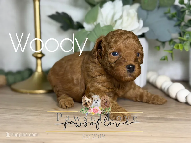 Woody – Poodle - Toy  puppy for sale in Goldsboro, NC