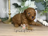 Woody, a male Poodle - Toy  for sale in Goldsboro, NC – 1 of 1