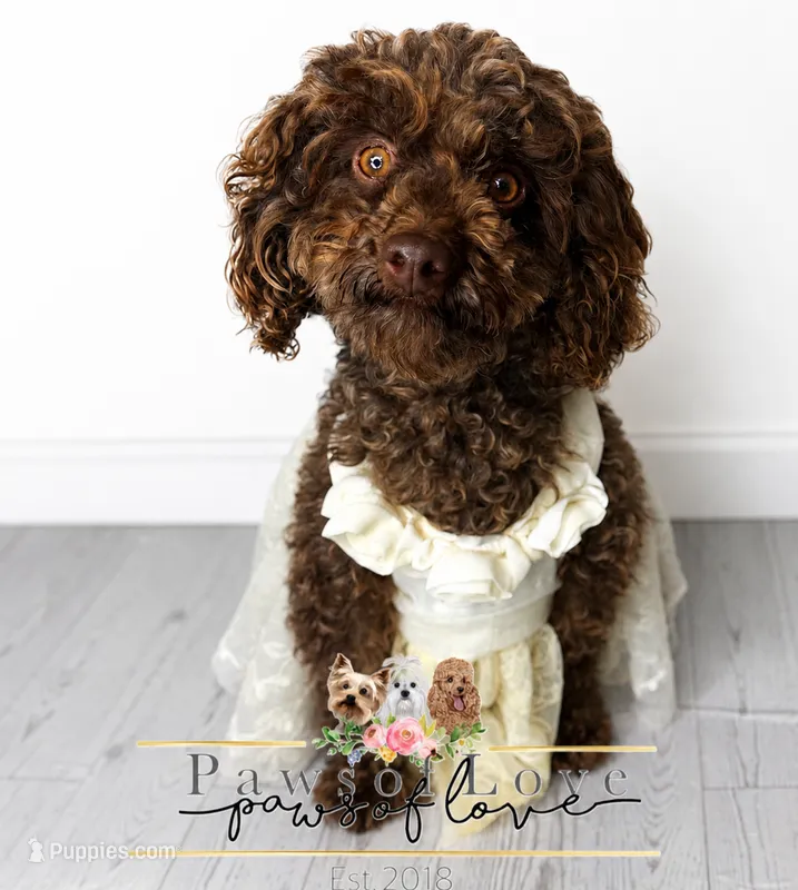 Salma – Poodle - Toy  puppy for sale in Snow Hill, NC