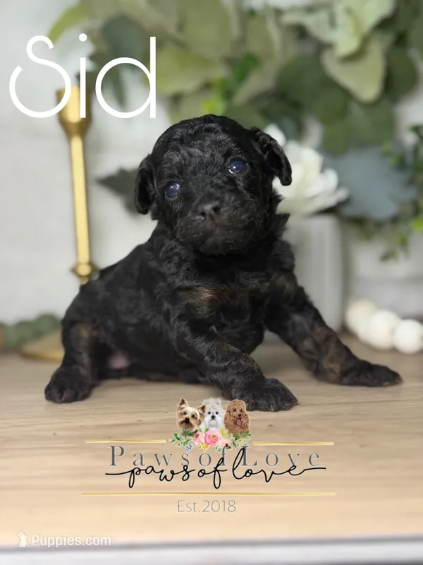 Sid – Poodle - Toy  puppy for sale in Goldsboro, NC