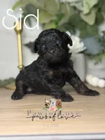 Sid, a male Poodle - Toy  for sale in Goldsboro, NC – 1 of 1