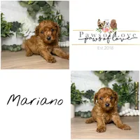 Mariano, a male Poodle - Toy  for sale in Snow Hill, NC – 2 of 2