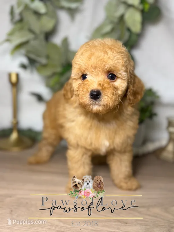 Andy – Poodle - Toy  puppy for sale in Goldsboro, NC