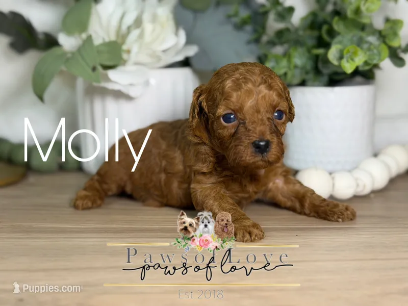 Molly – Poodle - Toy  puppy for sale in Goldsboro, NC