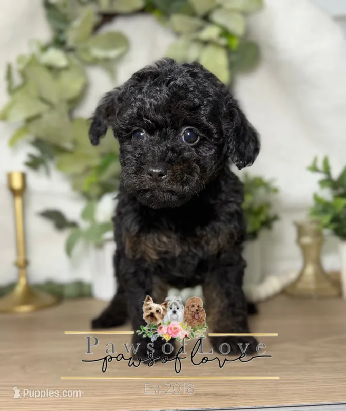 Sid – Poodle - Toy  puppy for sale in Goldsboro, NC