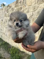 Pom, a female Pomeranian for sale in San Antonio, TX – 4 of 10