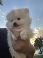 Xavier, a male Pomeranian for sale in San Antonio, TX – 3 of 9