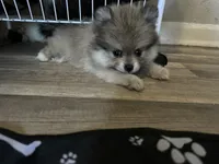 Pom, a female Pomeranian for sale in San Antonio, TX – 2 of 10
