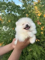 Xavier, a male Pomeranian for sale in San Antonio, TX – 2 of 9