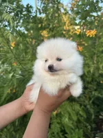 Xavier, a male Pomeranian for sale in San Antonio, TX – 6 of 9