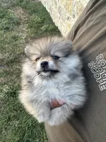 Pom, a female Pomeranian for sale in San Antonio, TX – 7 of 10