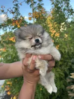 Pom, a female Pomeranian for sale in San Antonio, TX – 5 of 10