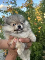 Pom, a female Pomeranian for sale in San Antonio, TX – 6 of 10