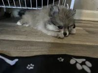 Pom, a female Pomeranian for sale in San Antonio, TX – 1 of 10
