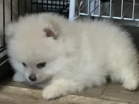 Xavier, a male Pomeranian for sale in San Antonio, TX – 8 of 9