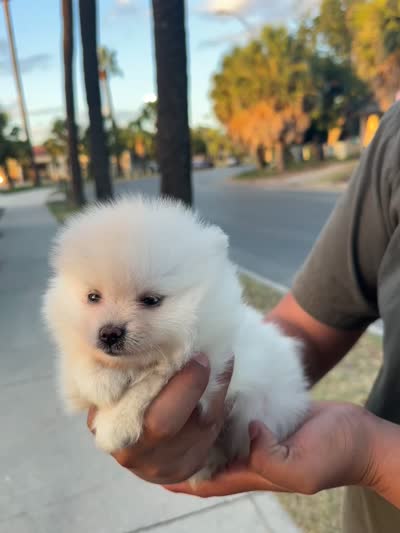 Xavier, a male Pomeranian for sale in San Antonio, TX – 9 of 9