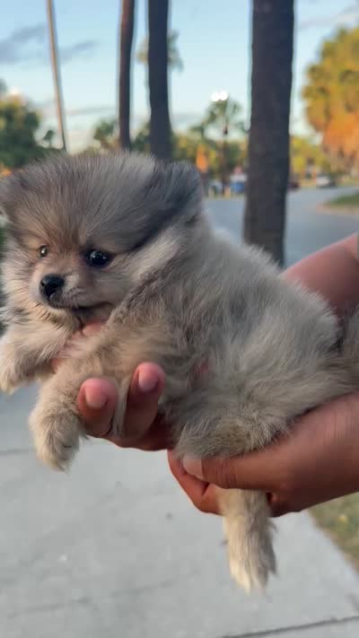 Pom, a female Pomeranian for sale in San Antonio, TX – 10 of 10