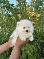 Xavier, a male Pomeranian for sale in San Antonio, TX – 4 of 9