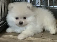 Xavier, a male Pomeranian for sale in San Antonio, TX – 5 of 9