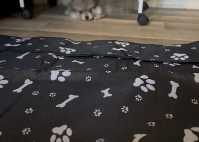 Pom, a female Pomeranian for sale in San Antonio, TX – 9 of 10