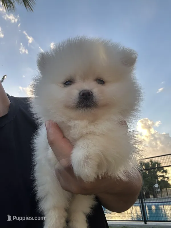 Xavier – Pomeranian puppy for sale in San Antonio, TX