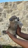 Pom, a female Pomeranian for sale in San Antonio, TX – 3 of 10