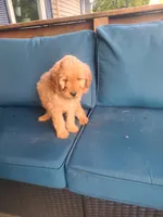 Monica, a male Goldendoodle for sale in Bristol, IN – 4 of 5