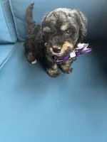 Scout, a male Miniature Goldendoodle for sale in Bristol, IN – 6 of 6