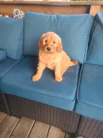 Vanessa, a male Goldendoodle for sale in Bristol, IN – 3 of 6
