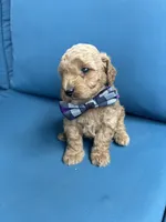 Sawyer, a male Miniature Goldendoodle for sale in Bristol, IN – 2 of 4