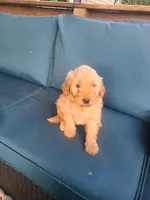 Charlie, a male Goldendoodle for sale in Bristol, IN – 5 of 5