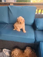 Charlie, a male Goldendoodle for sale in Bristol, IN – 2 of 5