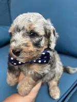 Sterling, a male Miniature Goldendoodle for sale in Bristol, IN – 4 of 4