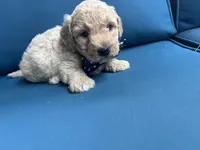 Sonny, a male Miniature Goldendoodle for sale in Bristol, IN – 2 of 3
