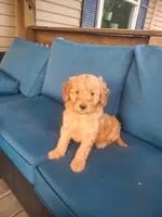 Frank, a male Goldendoodle for sale in Bristol, IN – 5 of 6