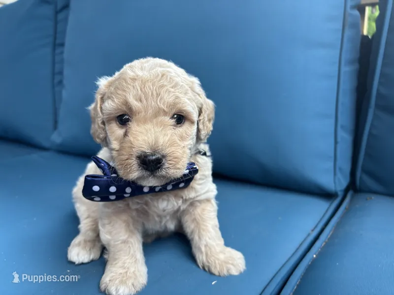 Sonny – Miniature Goldendoodle puppy for sale in Bristol, IN