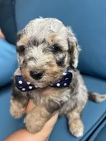 Sterling, a male Miniature Goldendoodle for sale in Bristol, IN – 3 of 4