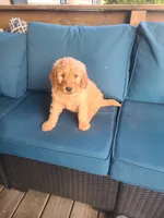 Vanessa, a male Goldendoodle for sale in Bristol, IN – 1 of 6