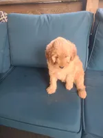 Monica, a male Goldendoodle for sale in Bristol, IN – 3 of 5