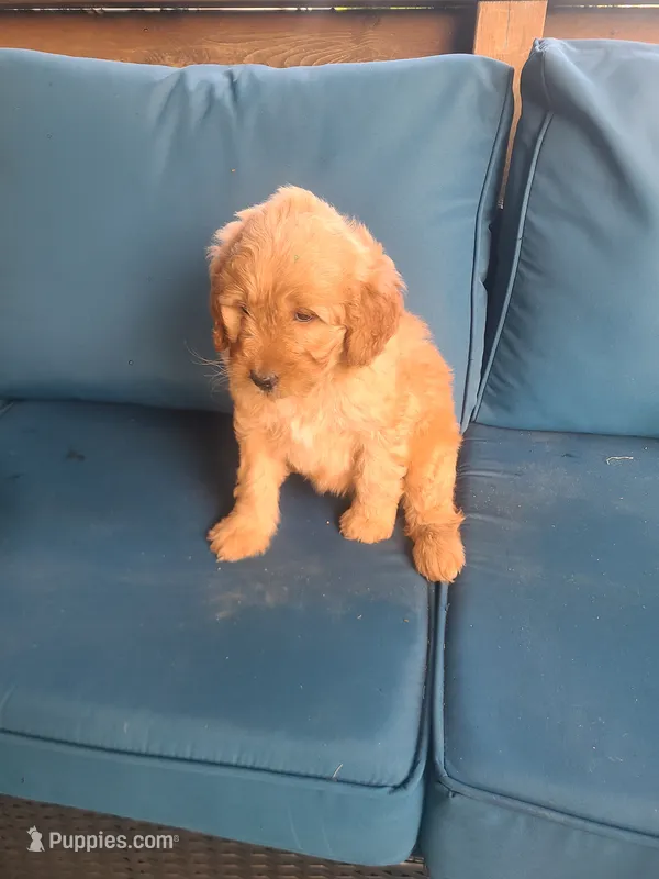 Monica, a male Goldendoodle for sale in Bristol, IN – 1 of 5